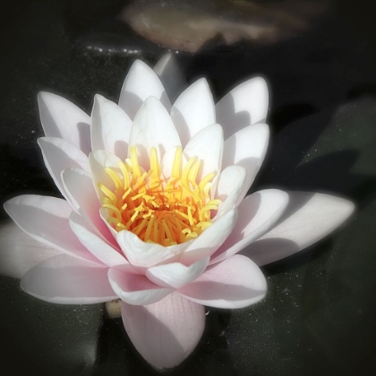 Picture of WATERLILY