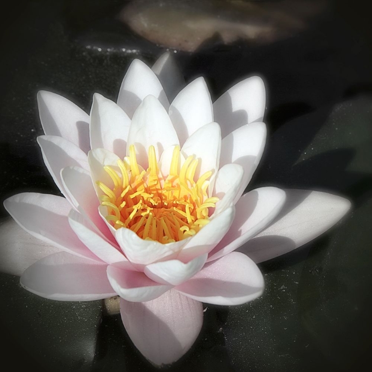 Picture of WATERLILY