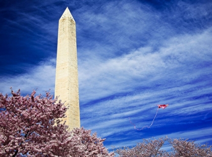 Picture of WASHINGTON MONUMENT WITH KITE AND CHERRY BLOSSOMS