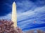 Picture of WASHINGTON MONUMENT WITH KITE AND CHERRY BLOSSOMS