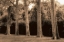 Picture of BOBOLI GARDENS