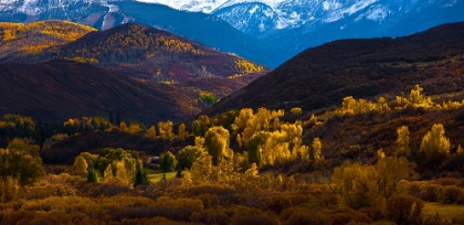 Picture of ASPEN TREES 1