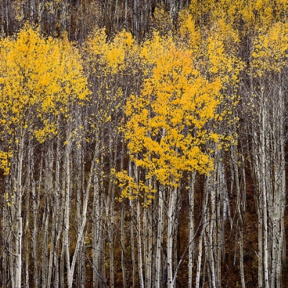 Picture of ASPEN TREES 2