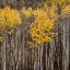 Picture of ASPEN TREES 2