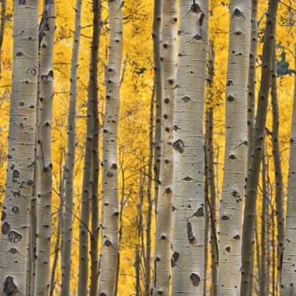 Picture of ASPEN TREES 3