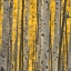 Picture of ASPEN TREES 3