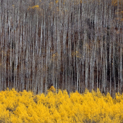 Picture of ASPEN TREES 4