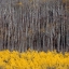 Picture of ASPEN TREES 4