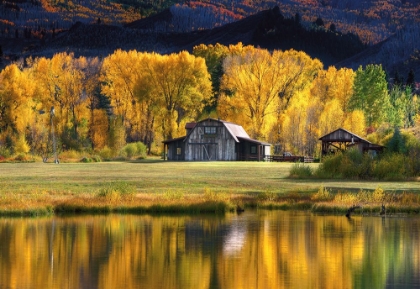 Picture of ASPEN TREES WITH BARN