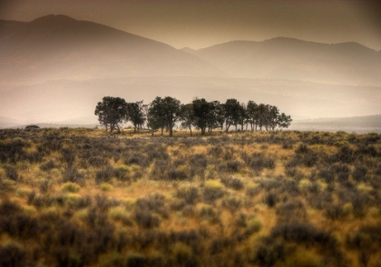 Picture of ROW OF TREES