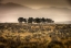 Picture of ROW OF TREES