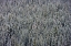 Picture of SNOW TREES