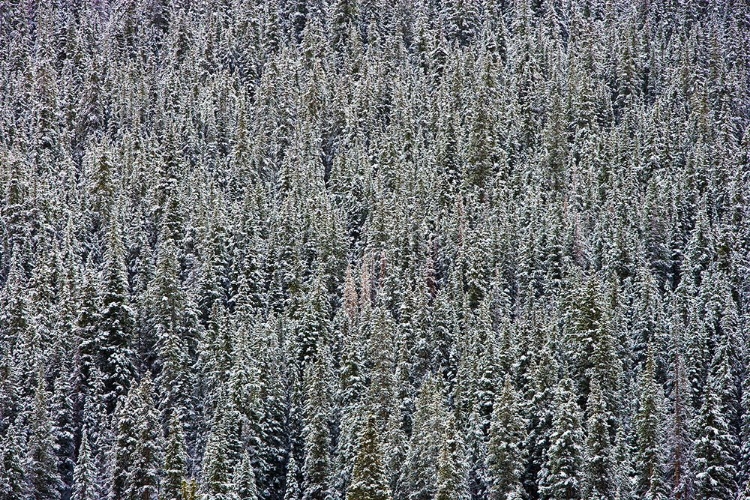 Picture of SNOW TREES