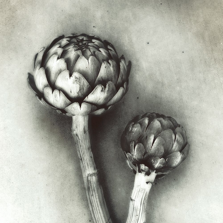 Picture of ARTICHOKE