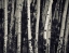 Picture of BIRCH TREES