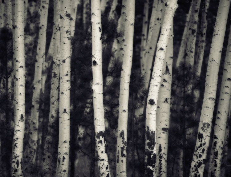 Picture of BIRCH TREES