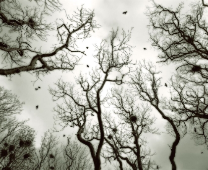 Picture of CROW ROOKERY