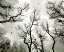 Picture of CROW ROOKERY