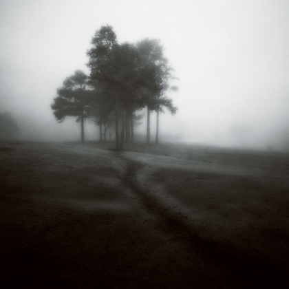 Picture of FOG TREE STUDY 1