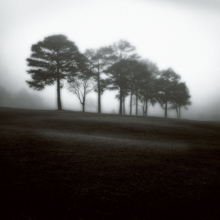 Picture of FOG TREE STUDY 2