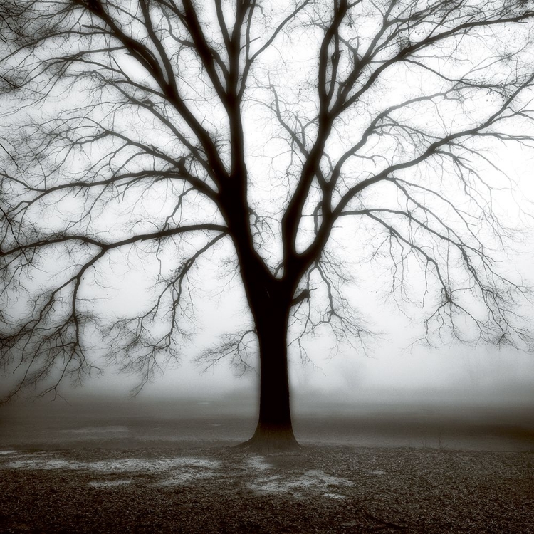 Picture of FOG TREE STUDY 3