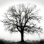 Picture of FOUNTAIN OAK