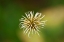 Picture of BARE