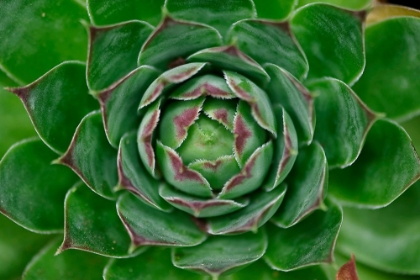 Picture of CABBAGE FLOWER 1