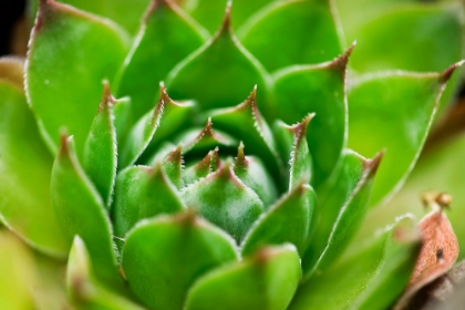 Picture of CABBAGE FLOWER 3