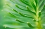Picture of GREEN GODDESS 2