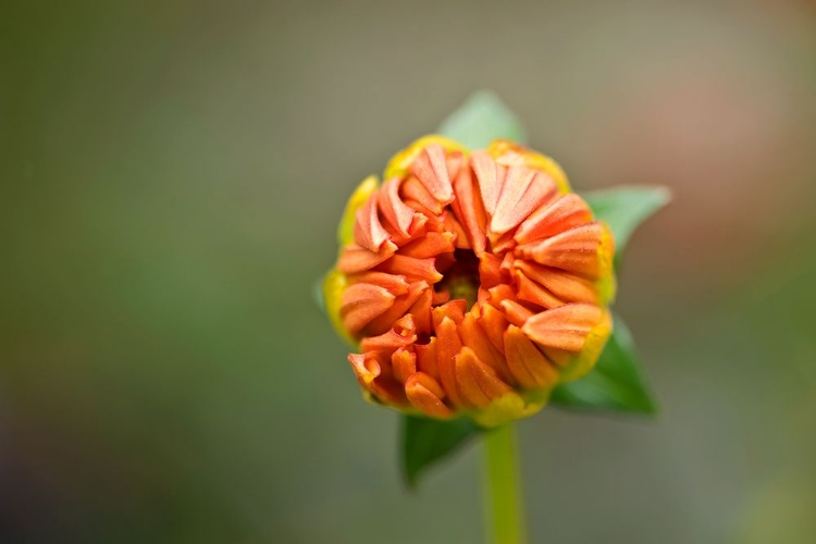 Picture of ORANGE BUD