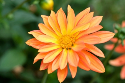 Picture of ORANGE BURST
