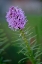 Picture of PURPLE CONFUSION