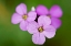 Picture of PURPLE PASSION