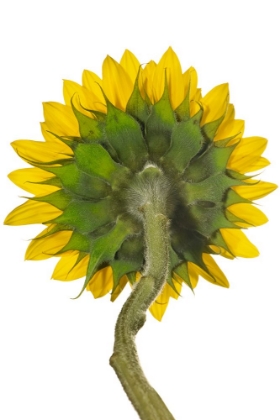 Picture of SUNFLOWER