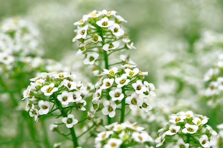 Picture of WHITE ANGELS