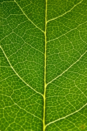 Picture of GREEN LEAF A