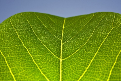 Picture of GREEN LEAF B