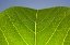 Picture of GREEN LEAF B