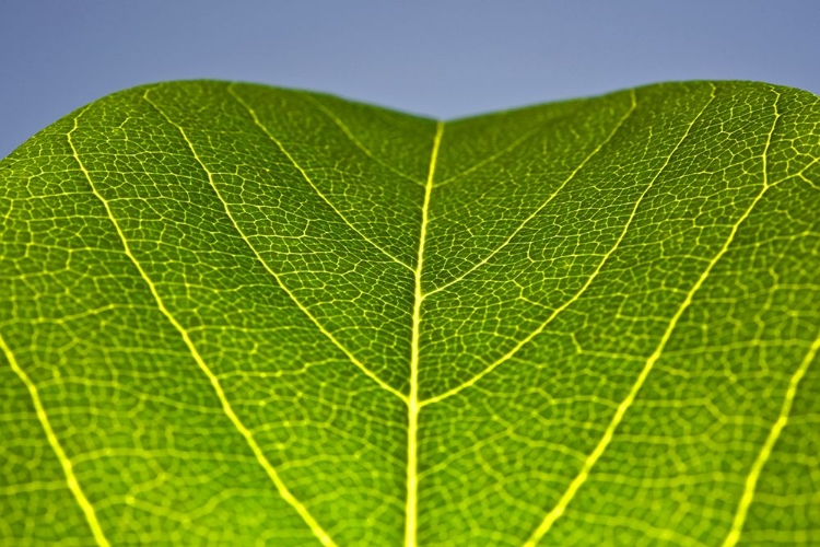 Picture of GREEN LEAF B