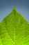 Picture of GREEN LEAF C