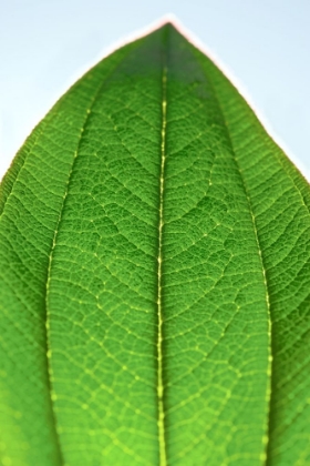 Picture of GREEN LEAF D