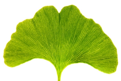 Picture of GREEN LEAF E
