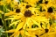 Picture of YELLOWBLAST