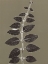 Picture of VINES D
