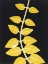 Picture of VINES F