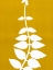 Picture of VINES H