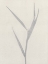 Picture of BAMBOO E
