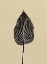 Picture of HOSTA A