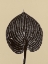 Picture of HOSTA B